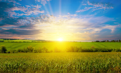 Green corn field and shines sunset. - obrazy, fototapety, plakaty