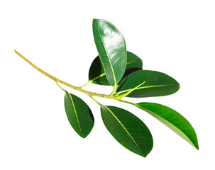 Ficus branch isolated on white background