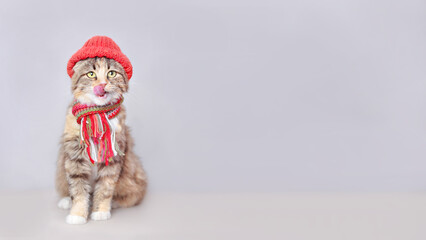 Cat in a knitted hat and scarf sits and licks its lips. Cat with open mouth on a white background. Web banner with copy space. Funny Kitten ready for winter. Lovely kitten dressed in a winter warm hat