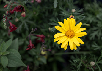 Yellow calendula flower in the garden