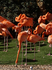 red flamingo in the evening light