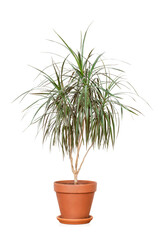 Houseplant in flowerpot isolated on white background. Dracaena Marginata. Dragon Tree Plant.