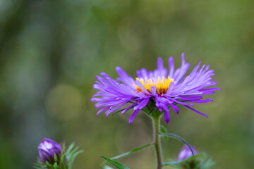 purple flower in the garden - Powered by Adobe