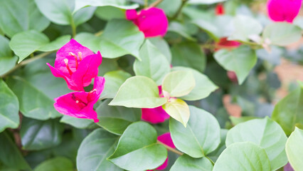 日本・沖縄でピンク色に咲くブーゲンビリア