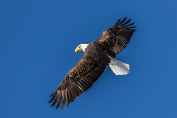 bald eagle in flight