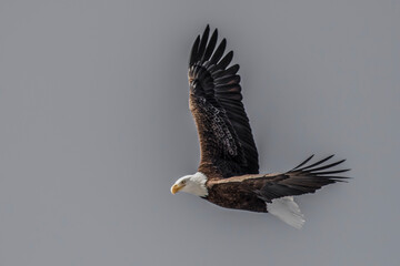 eagle in flight