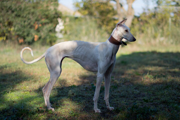 Obraz na płótnie Canvas Greyhound female playing in nature