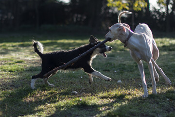 Greyhound female playing with border collie puppy