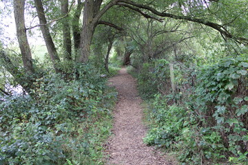 footpath in the woods