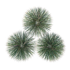 Top view of Plant (Grass Group 1) Tree png