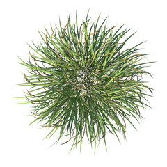 Top view of Plant (Grass 2) Tree png 