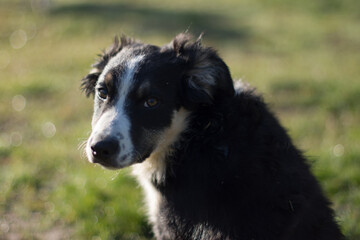 Portrait of a lovely puppy dog border collie 