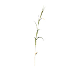 Front view of Plant (Wheat Herb 1) Tree png