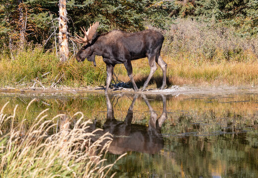 Bull Moose Reflected in a Pond in Wyoming in Autumn