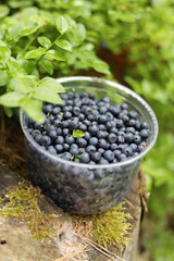 Fototapeta na wymiar A bowl of wild blueberries, a harvest of forest berries.