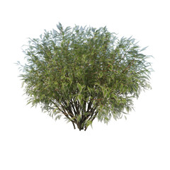 Front view of Plant ( Ivory Halo Dogwood Cornus Alba ‘Bailhalo 1) Tree png