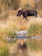 Bull Moose Reflected in a Pond in Wyoming in Autumn