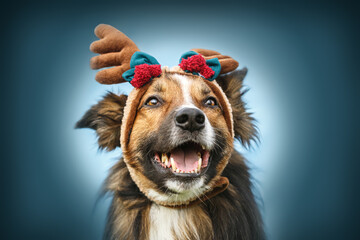 Cute and funny portrait of a sable border collie dog wearing a christmas costume in front of blue...