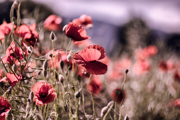 Kwiaty czerwonych maków polnych.  © anettastar