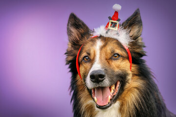Cute and funny portrait of a sable border collie dog wearing a christmas costume in front of purple background