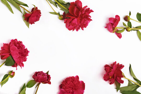 Bright pink peonies isolated on the white background