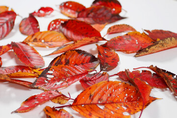 落ち葉　紅葉　秋イメージデザイン素材