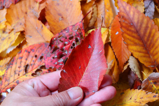 
落ち葉を手で持つ 秋イメージデザイン素材