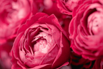 Close-up view of roses. Floral abstract background in trendy viva magenta color. - obrazy, fototapety, plakaty