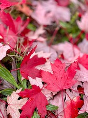 Autumn fall leaves leaf maple canada season colorful creative pattern vancouver