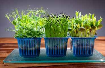 Healthy food, young sprouts plants of green garden cress , chives onion and lupin ready for...