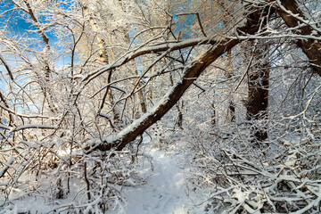 The snowy trees in the grove after snowfall in the forest. The forest at the shadow of sun and blue sky at background. A path among trees in a snow-covered forest.