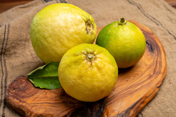Fresh ripe bergamot orange fruits, fragrant citrus used in earl grey tea, medicine and spa treatments