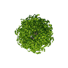 Top view of Tree ( Ginko Biloba - 1 ) Plant png