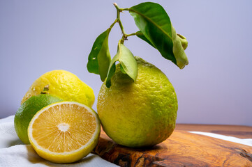 Variety of citrus fruits, bergamot and lemon citron cedrate or Citrus medica, large fragrant citrus...