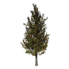 Fototapeta premium Front view of Plant ( Cleveland Select Pear - 1 ) Tree png