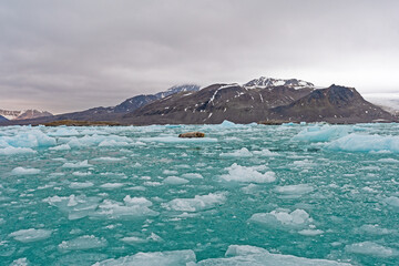 Bearded Seal in a Sea of Icebergs © wildnerdpix