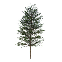 Front view of Plant (Pin Oak 1) Tree png