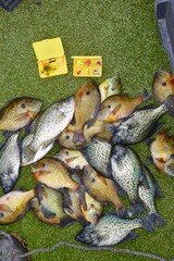 A cath of bluegill and crappies 