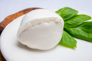 White ball of Italian soft cheese Mozzarella di Bufala Campana served with fresh green basil