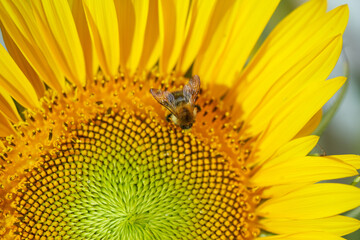Bee collects nectar from sunflower.