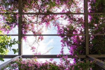 Metal structure embellished purple bougainvillea blossom