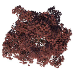 Top view of Plant (Mature Japanese Maple 1) Tree png