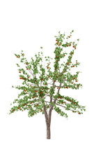 APPLE TREE, WITH APPE ON ISOLATED WHITE BACKGROUND, 3D RENDERING