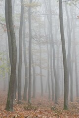 autumn in the forest