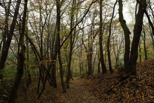 trees in the forest