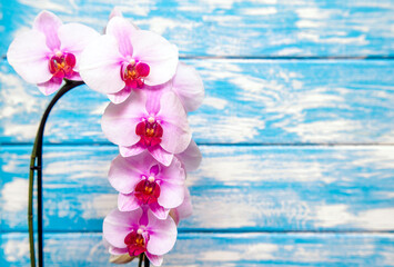 A branch of purple orchids on a blue wooden background
