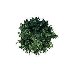Top view of Plant (Dragon Lady Holly- 1) Tree png 
