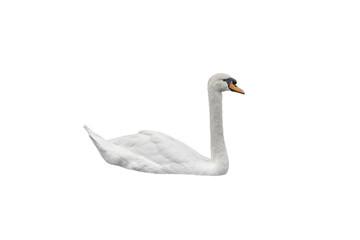 white swan on white background - obrazy, fototapety, plakaty