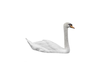 Gartenposter white swan on white background © Olga