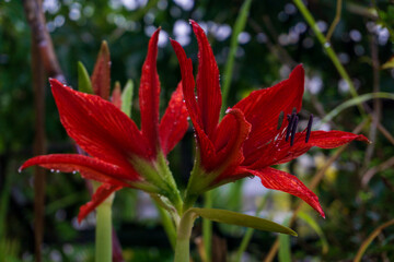 Huge bright red lily flower Amaryllis in the garden with water drops on the petals